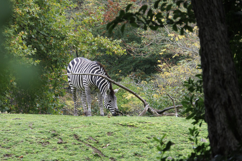 Woodland Park Zoo — photo 48